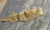 Sphingonotus sp.